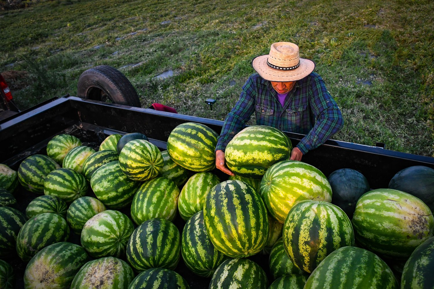 Magdaleno Pone places a watermelon in the trailer during the early morning harvest at Harvey Gap Melons near Silt, Colo on August 31, 2021.